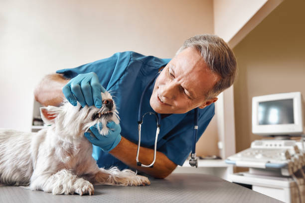 Best Pediatric Emergency Dentist in Centerville, OH
